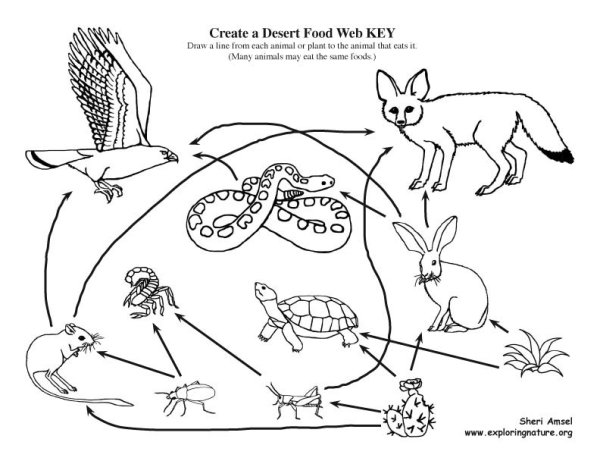 Пищевая цепь