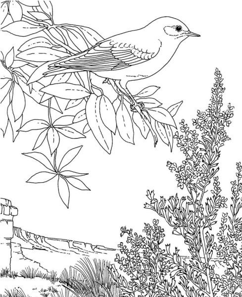 Раскраски природа птицы