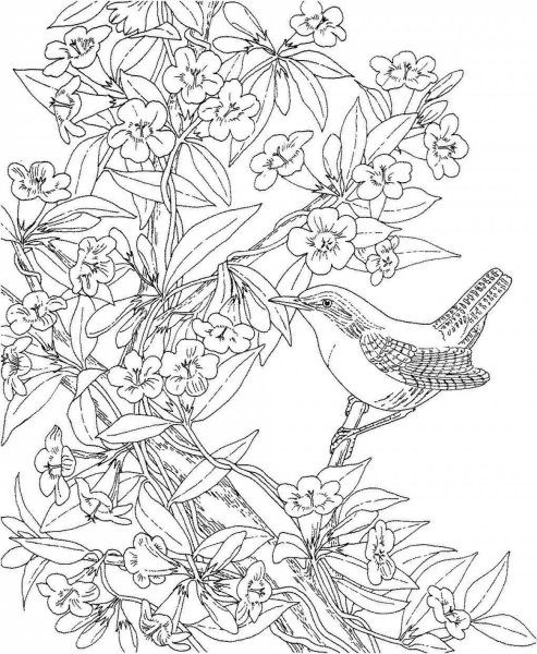 Раскраска цветы и птицы