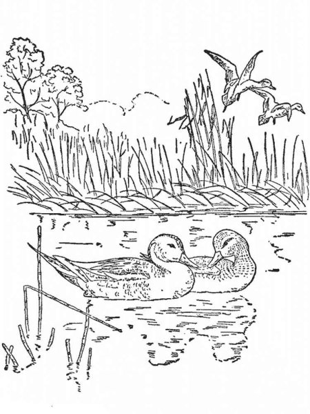 Утка с утятами раскраска