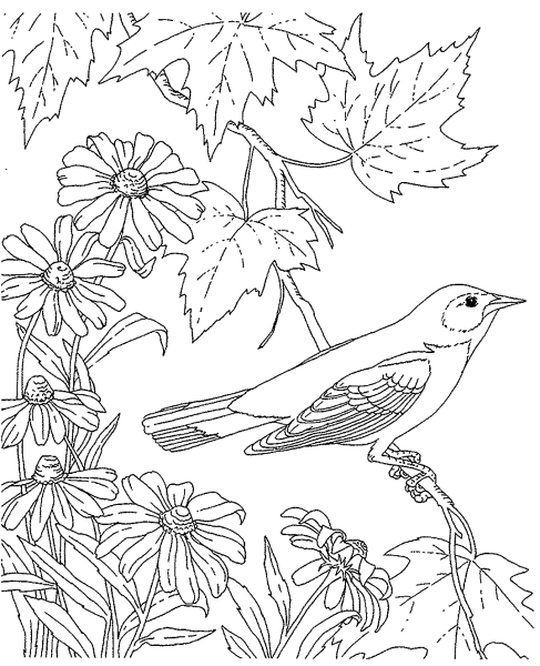 Птицы. Раскраска