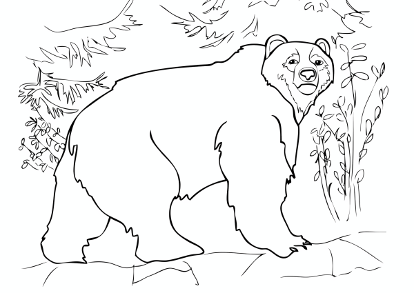 Медведь раскраска для детей