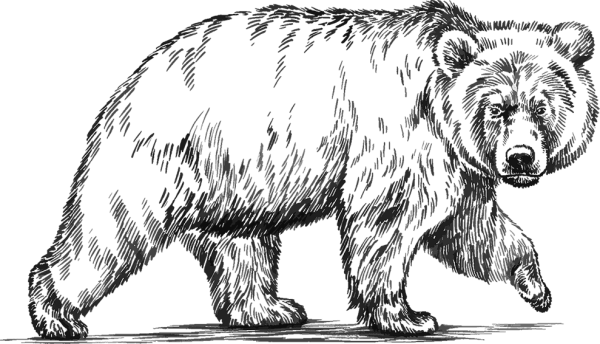 Медведь черно белое изображение