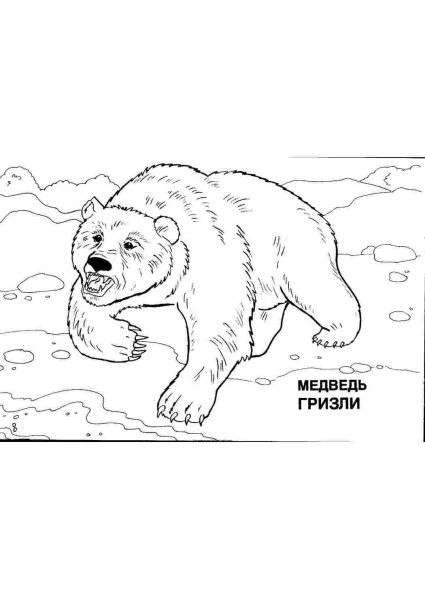 Раскраска медведь для детей 6-7 лет