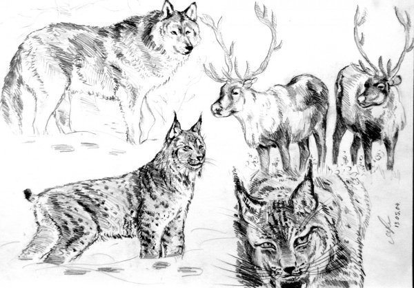 Наброски диких животных