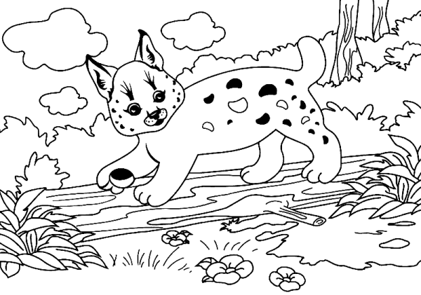 Рысенок раскраска для детей