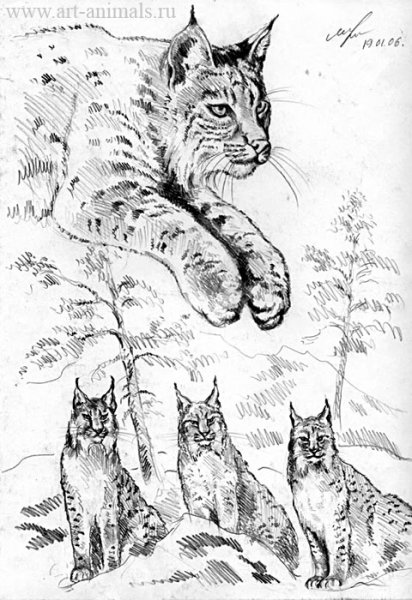 Раскраска Рысь на дереве