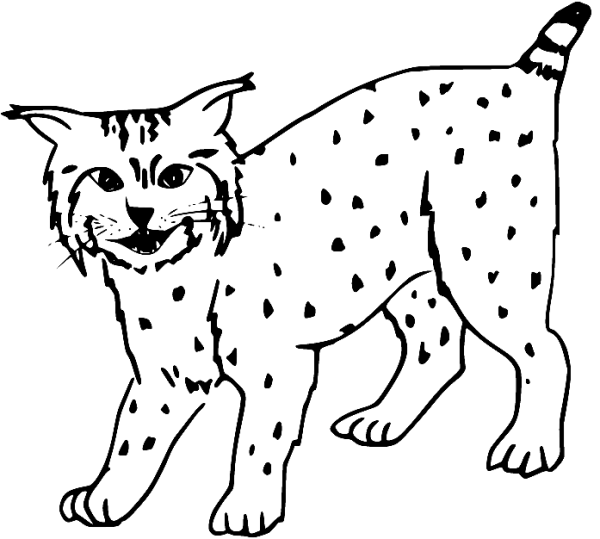 Рысь раскраска для детей