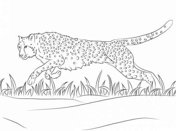 Раскраска гепард