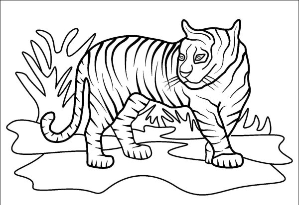 Тигр раскраска 2022