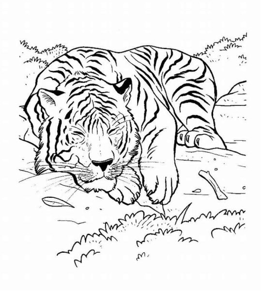 Тигр. Раскраска