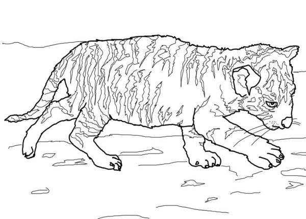 Раскраска Хищные звери