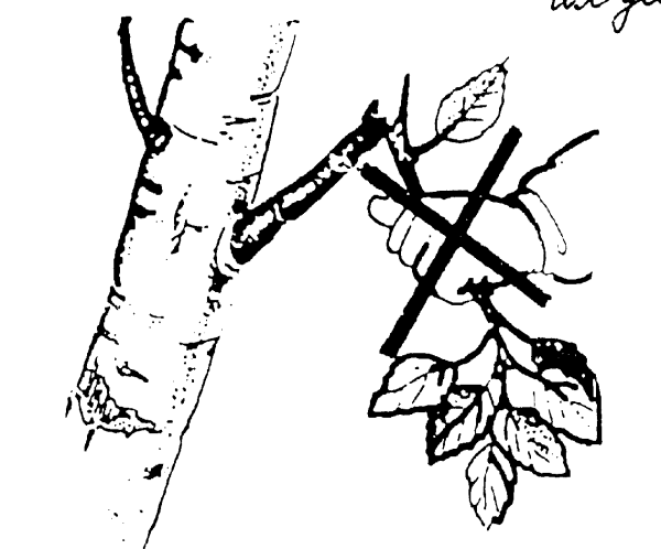 Ветка березы для раскрашивания