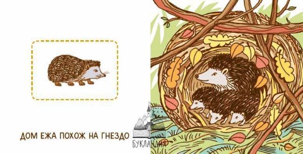 Домик ежика в лесу