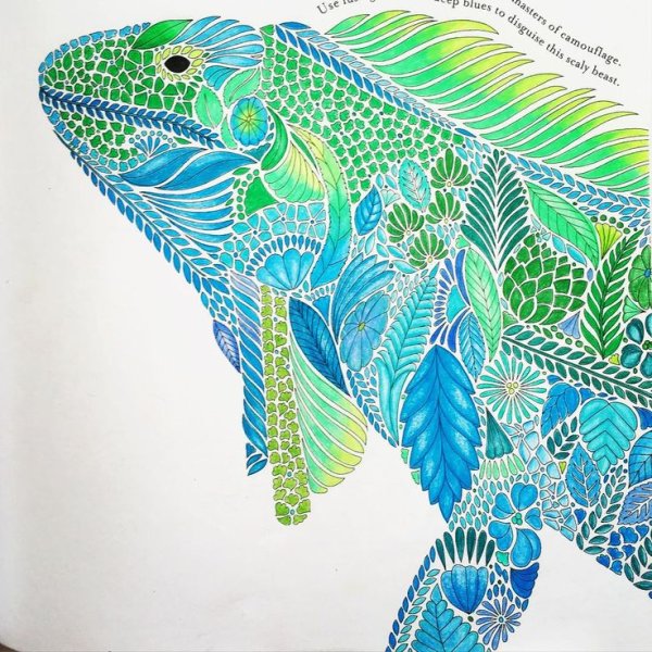 Милли Маротта чудеса природы леопард