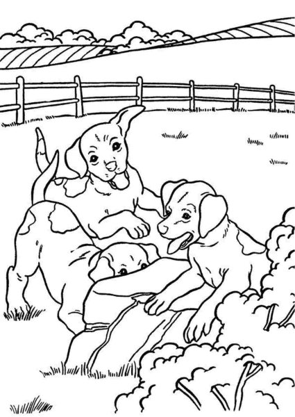 Раскраска домашние животные собака