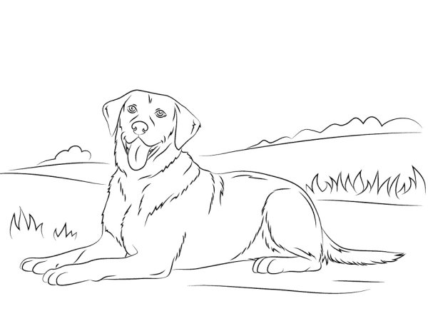 Лабрадор ретривер раскраска