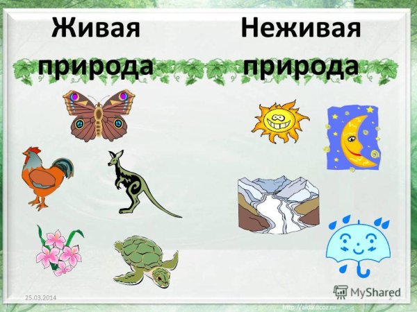 Живая и неживая природа задания для детей