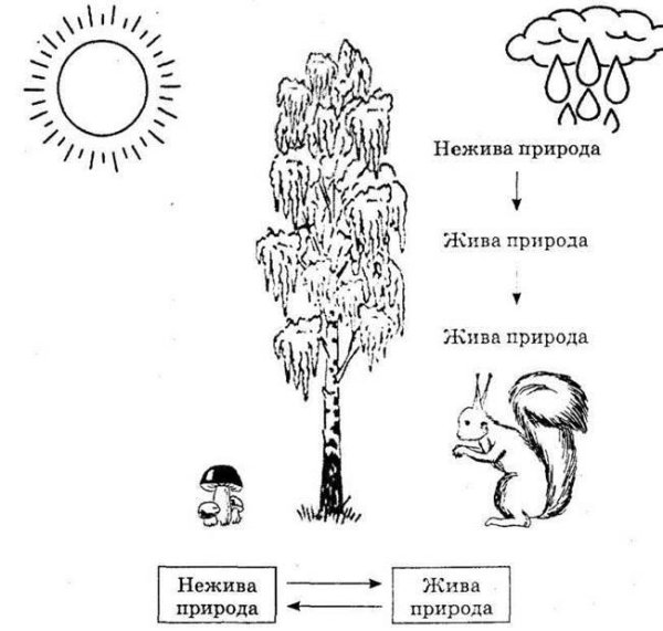 Задания взаимосвязь живой и неживой природы для дошкольников