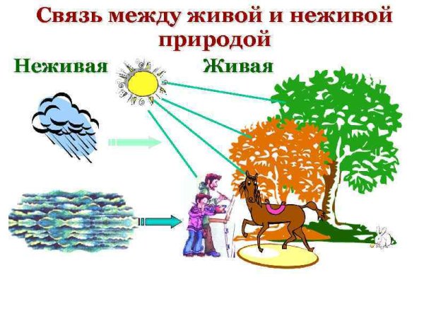 Схема связи живой и неживой природы 2