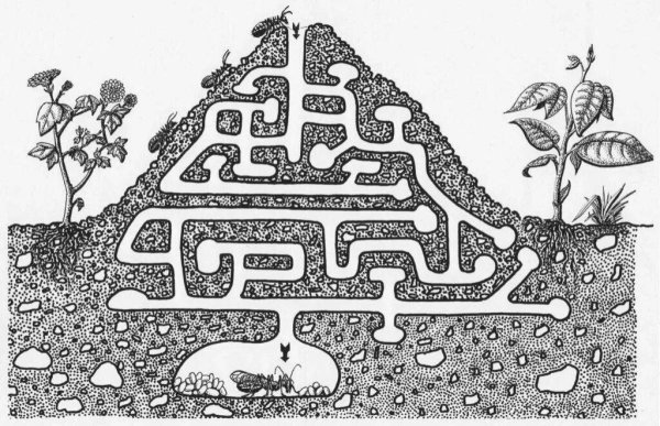 Муравейник раскраска