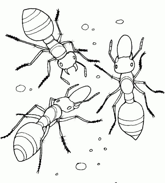Муравей раскраска для детей