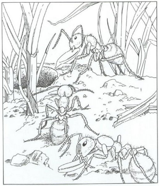 Раскраска Муравейник с муравьями