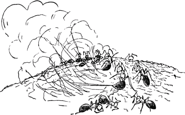 "Муравей-путешественник" (1957г).