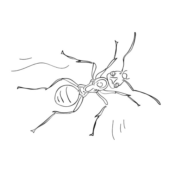 Муравейник раскраска