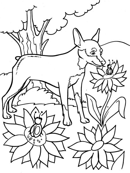 Раскраски природа и животные