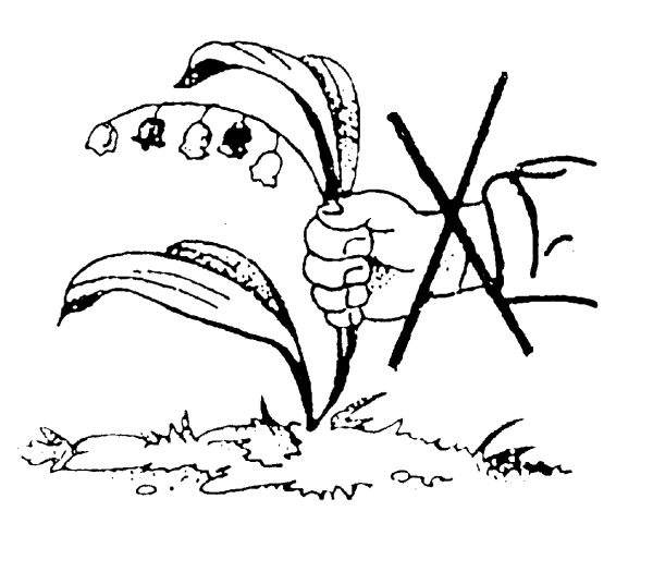 Берегите растения раскраска