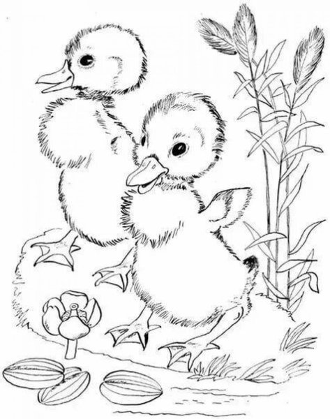 Раскраски по произведениям Бианки