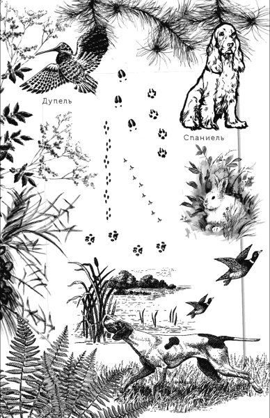 Иллюстрации к произведениям Пришвина о природе