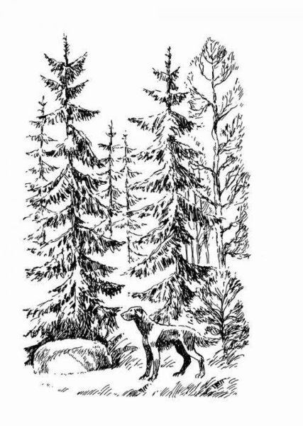 Рисунок к рассказу кладовая солнца пришвин