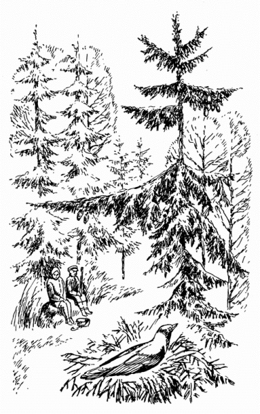 Рисунки к кладовой солнца Пришвина