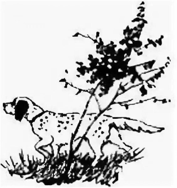 Пришвин Вася Веселкин