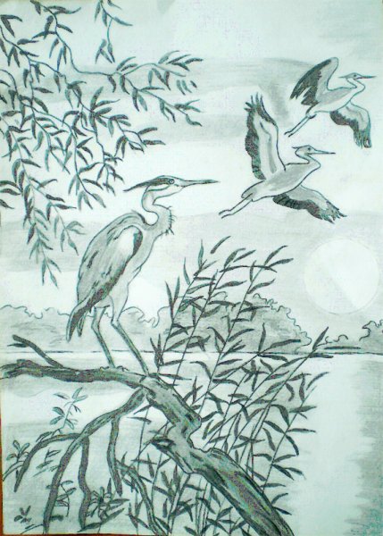 Рисунок Пришвина