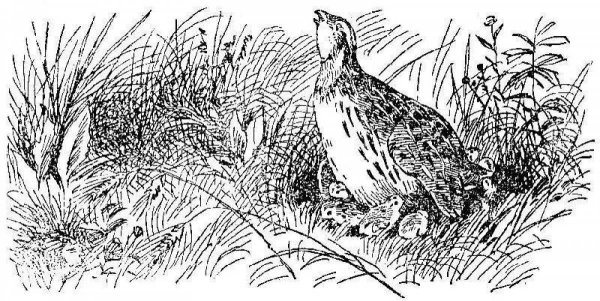 Пришвин двойной след