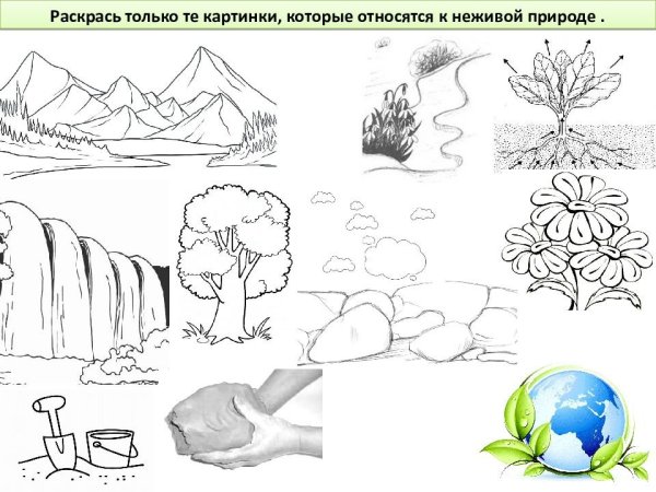 Задания по экологии для дошкольников