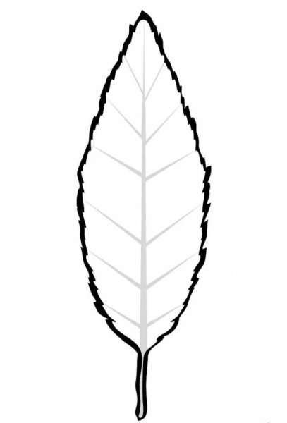 Листья деревьев шаблоны