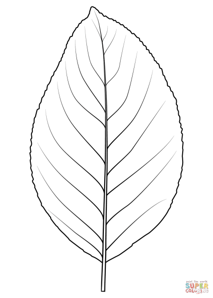Дерево с листиками раскраска для детей