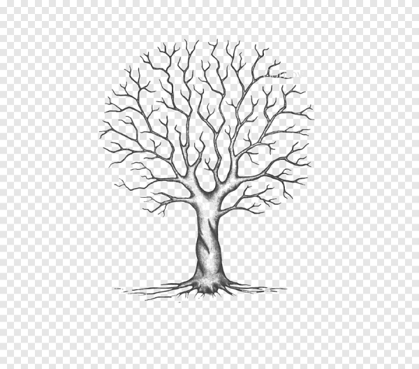 Дерево рисунок без листьев