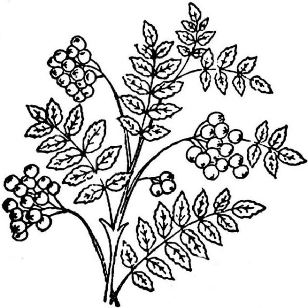 Рябина для разукрашивания
