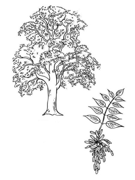 Ясень раскраска для детей