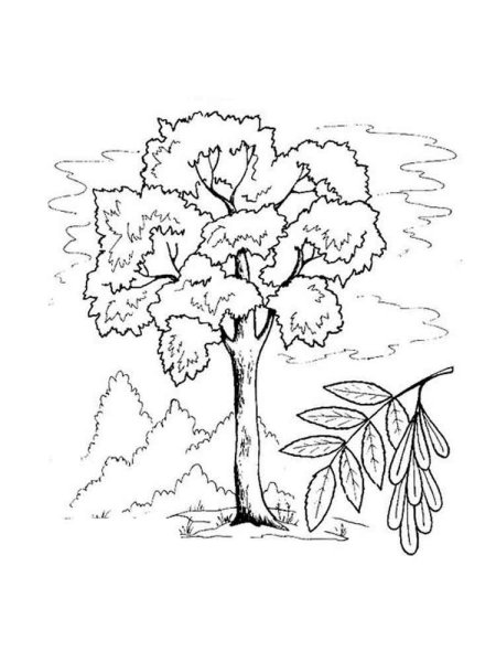 Ясень раскраска