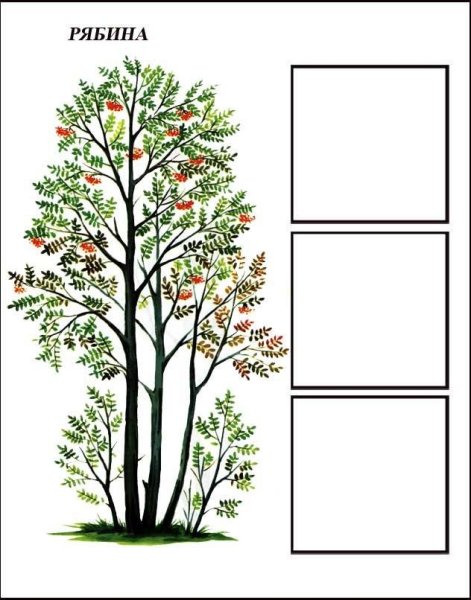 Рябина дерево распечатка