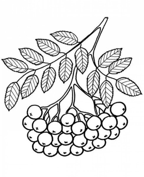 Раскраска черноплодная рябина для детей