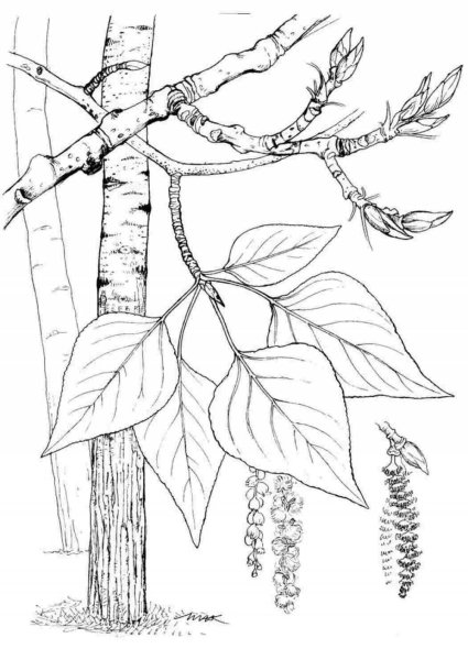 Береза рисунок