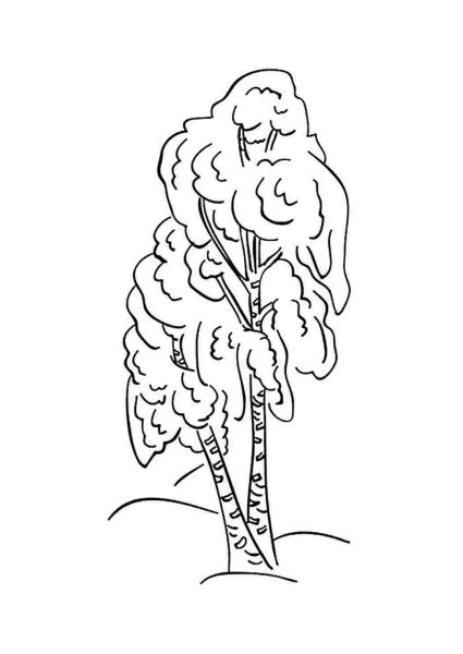 Береза раскраска