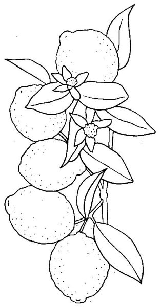 Лимон раскраска